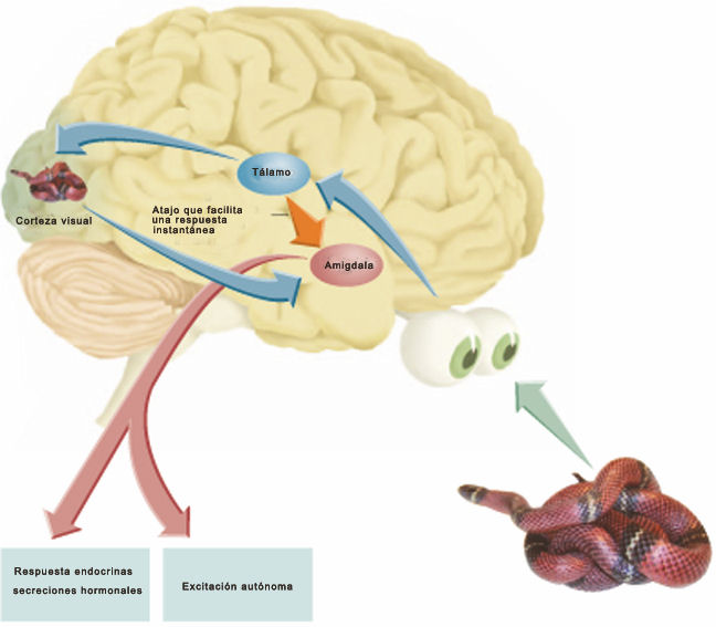 cerebro via rapida via lenta procesamiento del miedo • Neurita | Blog de Psicología